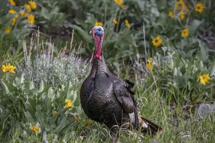 Framed Print : Tom turkey in breeding plumage in Great Basin National Park, Nevada, USA Framed Print : Tom turkey in breeding plumage in Great Basin National Park, Nevada, USA