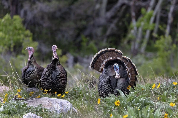 Tom turkey in breeding plumage with hens in Great Basin National Park, Nevada, USA