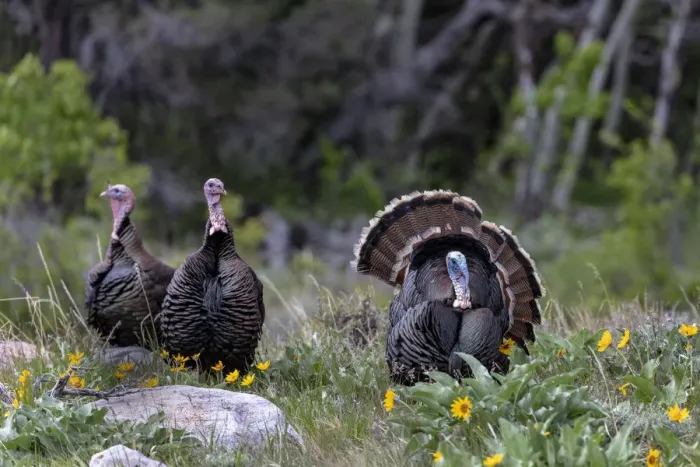 Framed Print : Tom turkey in breeding plumage with hens in Great Basin National Park, Nevada, USA Framed Print : Tom turkey in breeding plumage with hens in Great Basin National Park, Nevada, USA