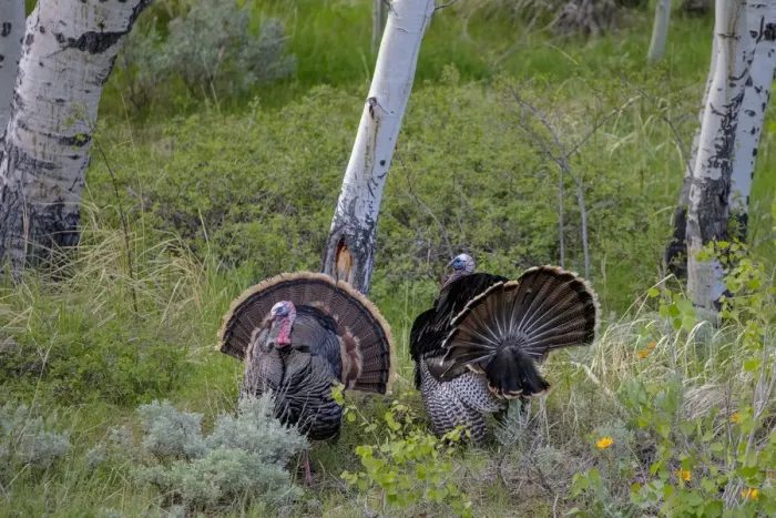 Framed Print : Tom turkeys in breeding plumage in Great Basin National Park, Nevada, USA Framed Print : Tom turkeys in breeding plumage in Great Basin National Park, Nevada, USA