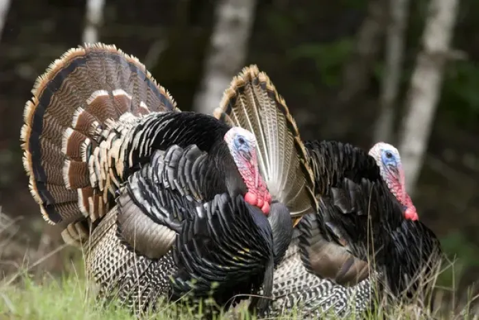 Framed Print : Tom Turkeys in Oregon Framed Print : Tom Turkeys in Oregon