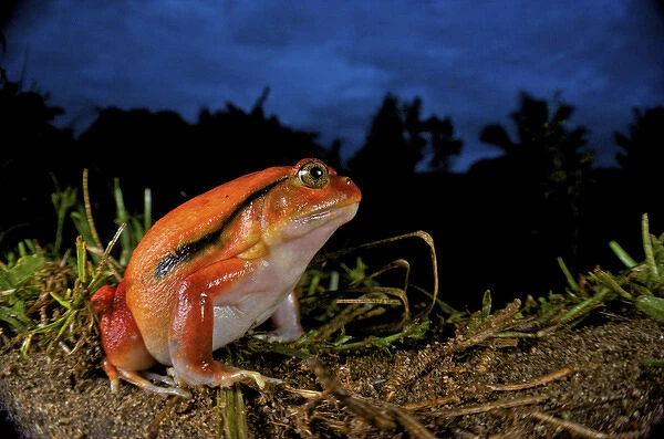 Tomato frog (Dyscophus antongili), Eastern Madagascar