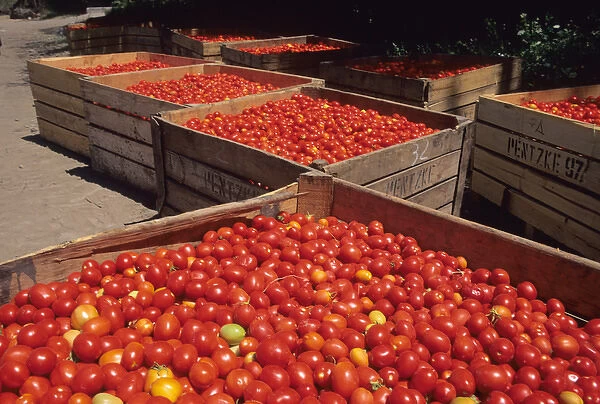 Tomato harvest near Rancagua, Chile. chile, chilean, chiano, south america