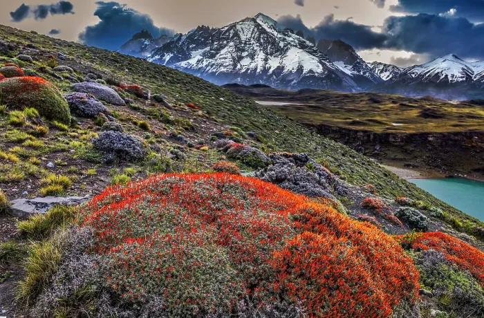 Framed Print : Torres del Paine guanaco plant, Chile Framed Print : Torres del Paine guanaco plant, Chile