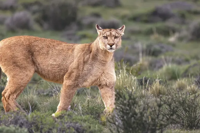 Framed Print : Torres del Paine hunting puma, Chile Framed Print : Torres del Paine hunting puma, Chile