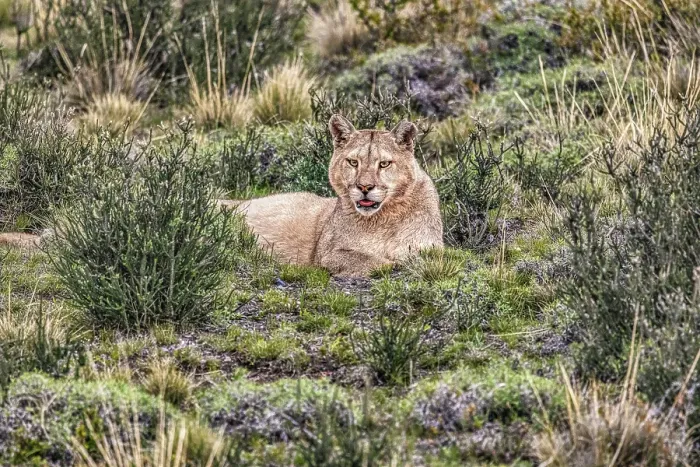 Framed Print : Torres del Paine puma, Chile Framed Print : Torres del Paine puma, Chile