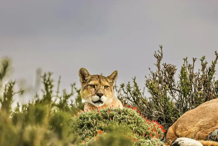Framed Print : Torres del Paine puma head, Chile
