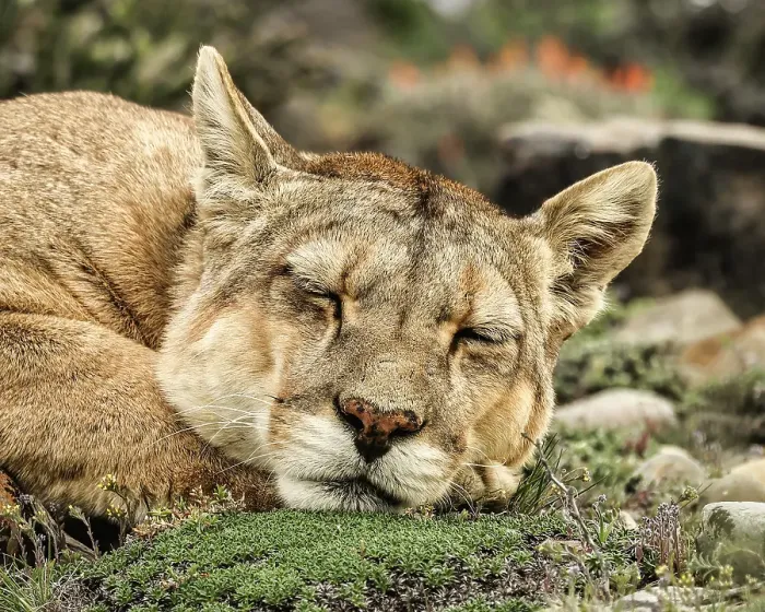 Framed Print : Torres del Paine puma sleeping, Chile