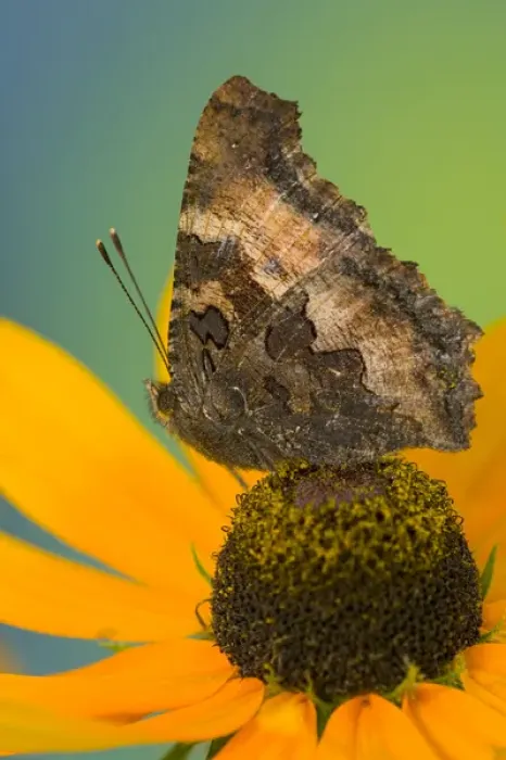 Framed Print : Tortoise-shell Butterfly, Nymphalis