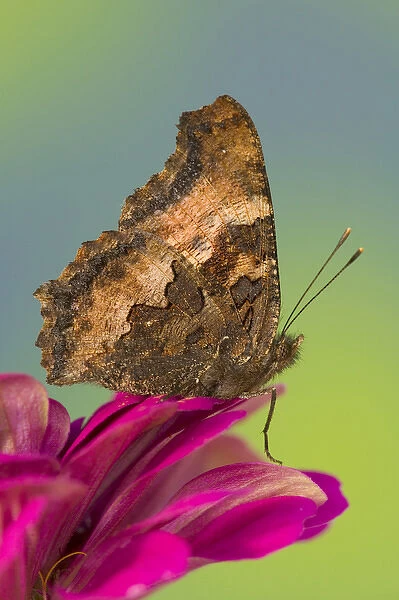 Tortoise-shell Butterfly, Nymphalis