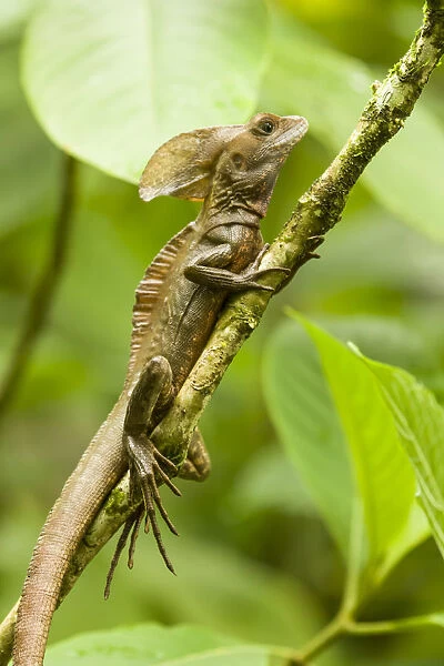 Tortuguero, Costa Rica. Brown, Striped or common basilisk (Basiliscus vittatus) climbing a tree