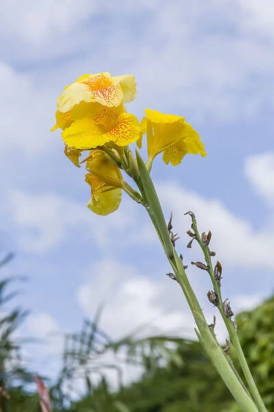 Tortuguero, Costa Rica. Gladiolus blooming against a blue sky