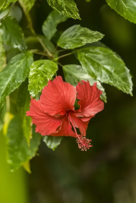 Framed Print : Tortuguero, Costa Rica. Red hibiscus flower growing wild Framed Print : Tortuguero, Costa Rica. Red hibiscus flower growing wild