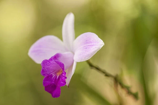 Tortuguero National Park, Costa Rica. Wild orchid growing around the Pachira Lodge