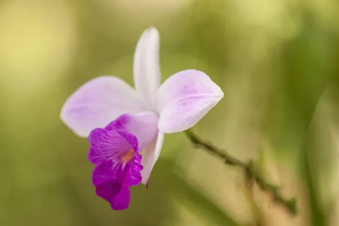 Framed Print : Tortuguero National Park, Costa Rica. Wild orchid growing around the Pachira Lodge Framed Print : Tortuguero National Park, Costa Rica. Wild orchid growing around the Pachira Lodge