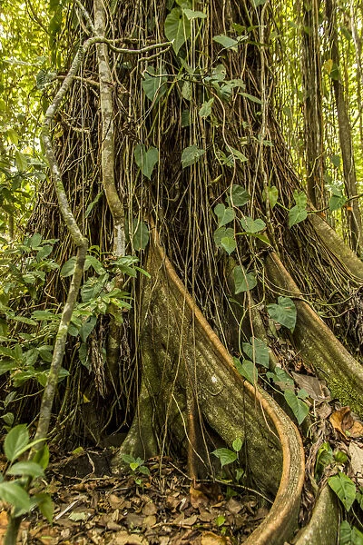 Tortuguero National Park, Costa Rica. Ficus tree growing near the Pachira Lodge