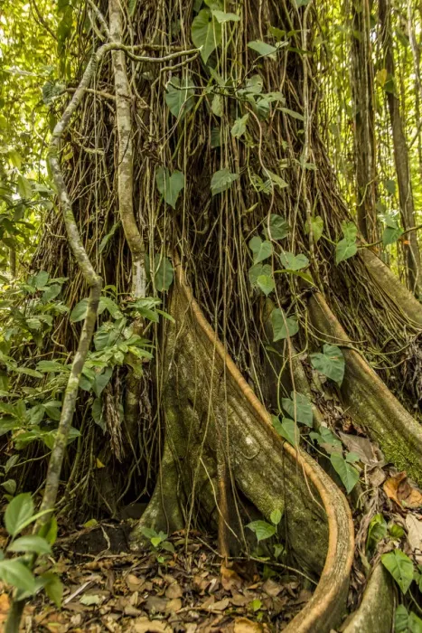 Framed Print : Tortuguero National Park, Costa Rica. Ficus tree growing near the Pachira Lodge