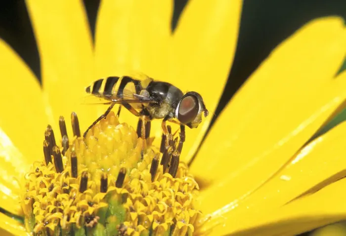 Framed Print : Tosomerus Hover Fly (Toxomerus sp)