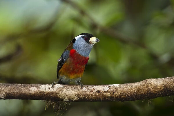 Toucan Barbet (Semnornis ramphastinus) Mindo Cloud Forest West slope of Andes