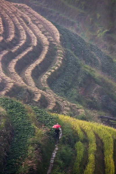 Tourist with red umbrella on the rice terrace in the mountain, Longsheng, Guangxi, China