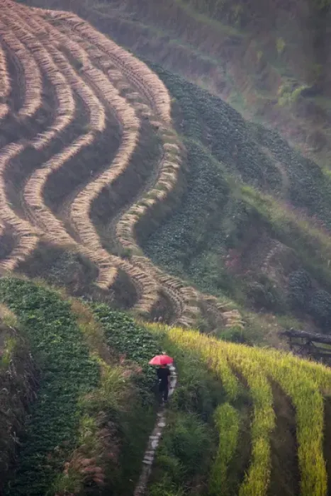Framed Print : Tourist with red umbrella on the rice terrace in the mountain, Longsheng, Guangxi, China Framed Print : Tourist with red umbrella on the rice terrace in the mountain, Longsheng, Guangxi, China