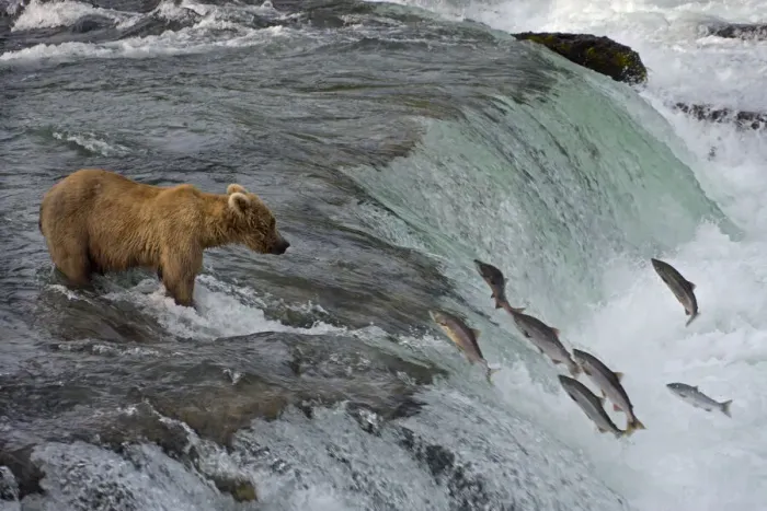 Framed Print : Tourists photographing Brown Bear catching salmon at Brooks Falls, Katmai National Park Framed Print : Tourists photographing Brown Bear catching salmon at Brooks Falls, Katmai National Park