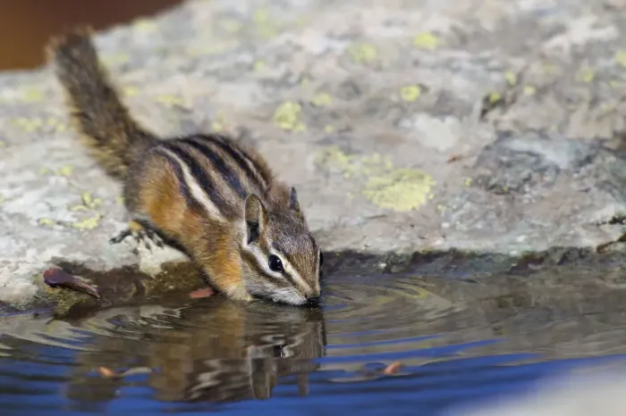 Framed Print : Townsends Chipmonk; drinking at a rain water pool Framed Print : Townsends Chipmonk; drinking at a rain water pool