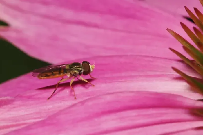 Framed Print : Toxomerus Hover Fly or Flower Fly, Toxomerus spp Toxomerus Hover Fly or Flower Fly Framed Print : Toxomerus Hover Fly or Flower Fly, Toxomerus spp Toxomerus Hover Fly or Flower Fly