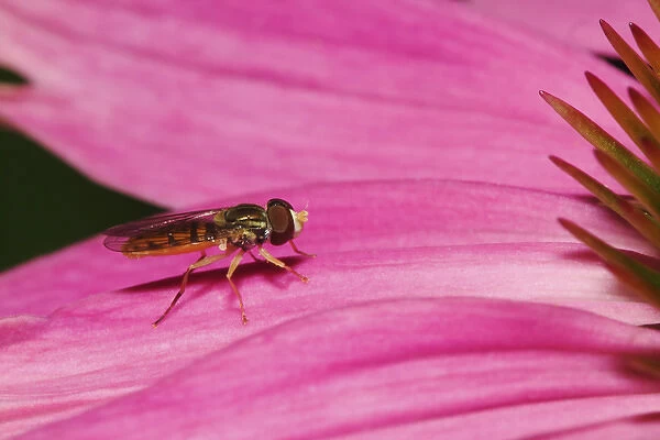 Toxomerus Hover Fly or Flower Fly, Toxomerus spp Toxomerus Hover Fly or Flower Fly