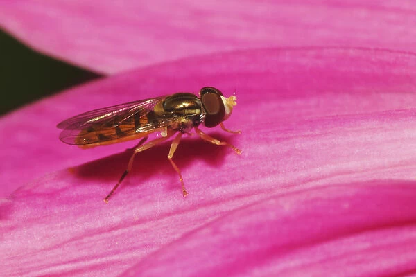 Toxomerus Hover Fly or Flower Fly, Toxomerus spp. Toxomerus Hover Fly or Flower Fly