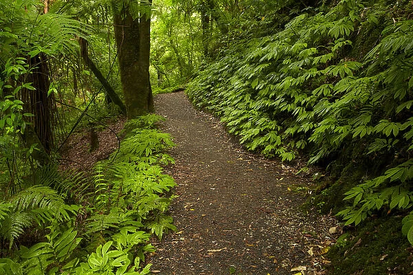 Track to Mangapohue Natural Bridge, Waitomo District, Waikato, North Island, New Zealand