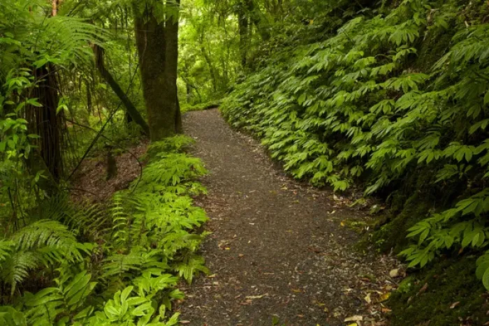 Framed Print : Track to Mangapohue Natural Bridge, Waitomo District, Waikato, North Island, New Zealand