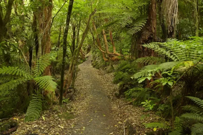 Framed Print : Track to Matai Falls, Catlins, South Otago, South Island, New Zealand Framed Print : Track to Matai Falls, Catlins, South Otago, South Island, New Zealand