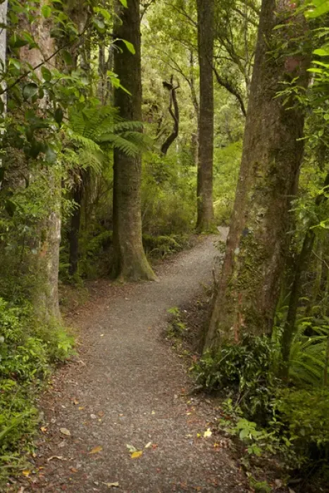 Framed Print : Track to Purakaunui Falls, Catlins, South Otago, South Island, New Zealand Framed Print : Track to Purakaunui Falls, Catlins, South Otago, South Island, New Zealand