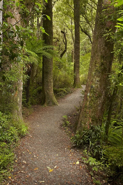 Track to Purakaunui Falls, Catlins, South Otago, South Island, New Zealand