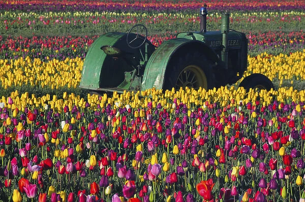 Tractor in the Tulip Field, Tulip Festival, Woodburn, Oregon, USA
