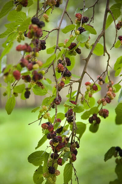 Traditional foods such as berries were gathered by the Iroquois Indians of the Six