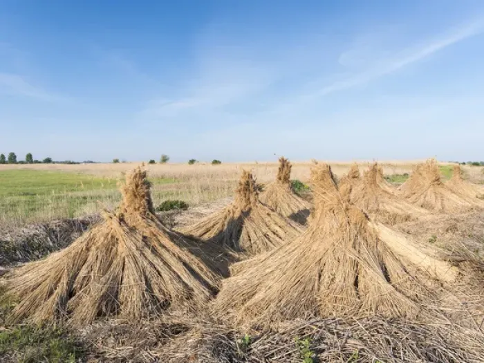 Framed Print : Traditional reed stack in the hungarian Puszta, Hortobagy NP, UNESCO world heritage Framed Print : Traditional reed stack in the hungarian Puszta, Hortobagy NP, UNESCO world heritage