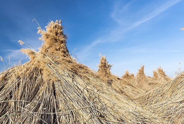 Traditional reed stack in the hungarian Puszta, Hortobagy NP, UNESCO world heritage