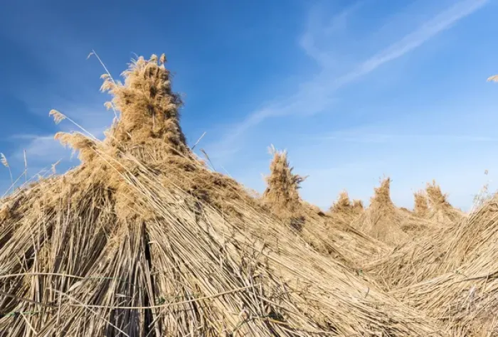 Framed Print : Traditional reed stack in the hungarian Puszta, Hortobagy NP, UNESCO world heritage