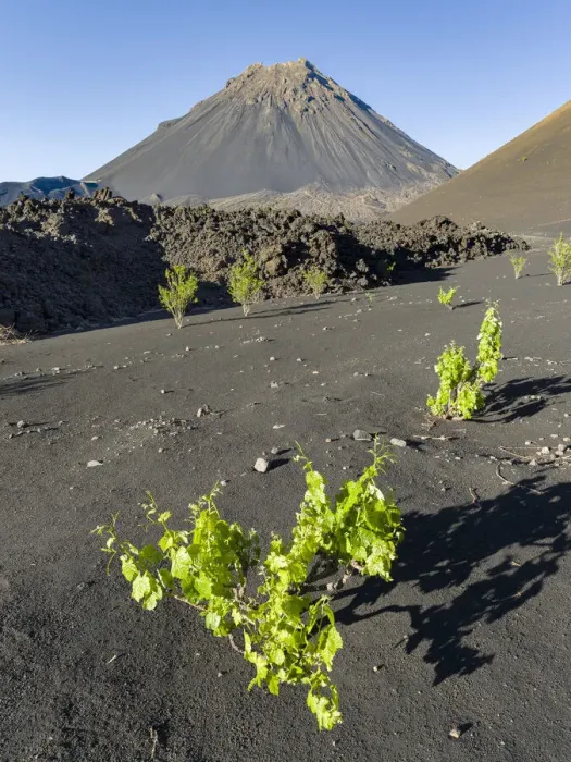 Framed Print : Traditional viniculture in the Cha de Caldeiras. Stratovolcano mount Pico do Fogo