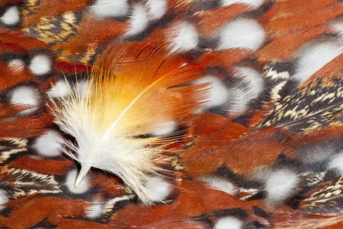 Framed Print : Tragopan Breast feathers Framed Print : Tragopan Breast feathers