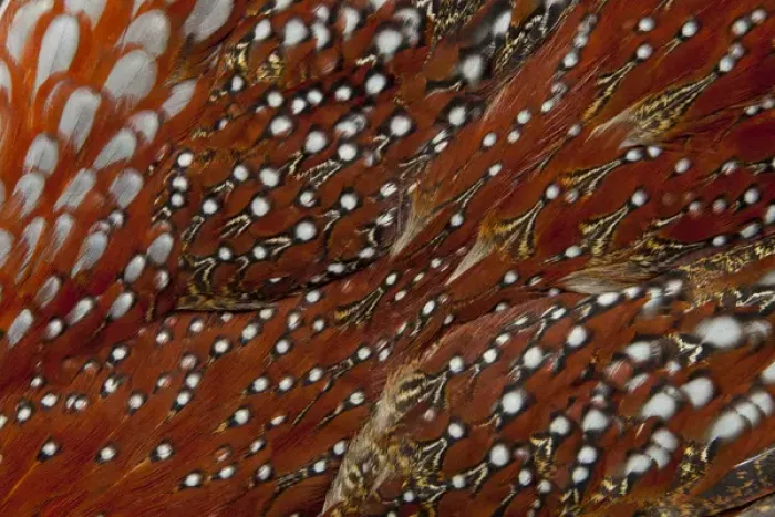 Framed Print : Tragopan Breast feathers Framed Print : Tragopan Breast feathers