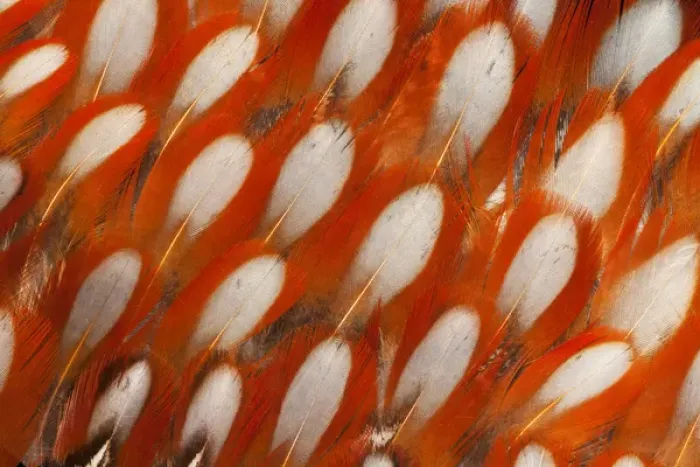 Framed Print : Tragopan Feather design and fan effect Framed Print : Tragopan Feather design and fan effect