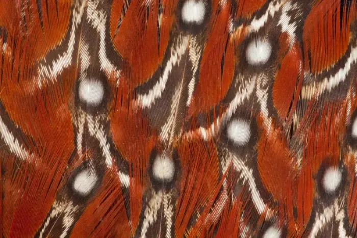 Framed Print : Tragopan Feather design and fan effect Framed Print : Tragopan Feather design and fan effect