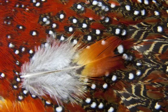 Framed Print : Tragopan feathers Framed Print : Tragopan feathers