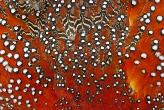 Framed Print : Tragopan feathers Framed Print : Tragopan feathers