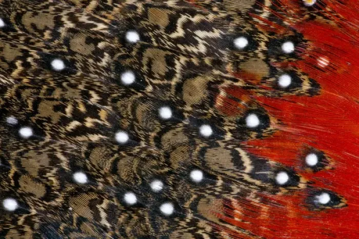 Framed Print : Tragopan feathers and spots of white