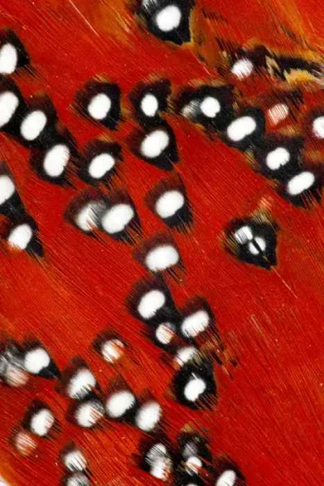 Framed Print : Tragopan feathers and spots of white Framed Print : Tragopan feathers and spots of white