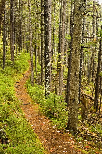 A trail around Ammonoosuc Lake in New Hampshires White Mountain National Forest